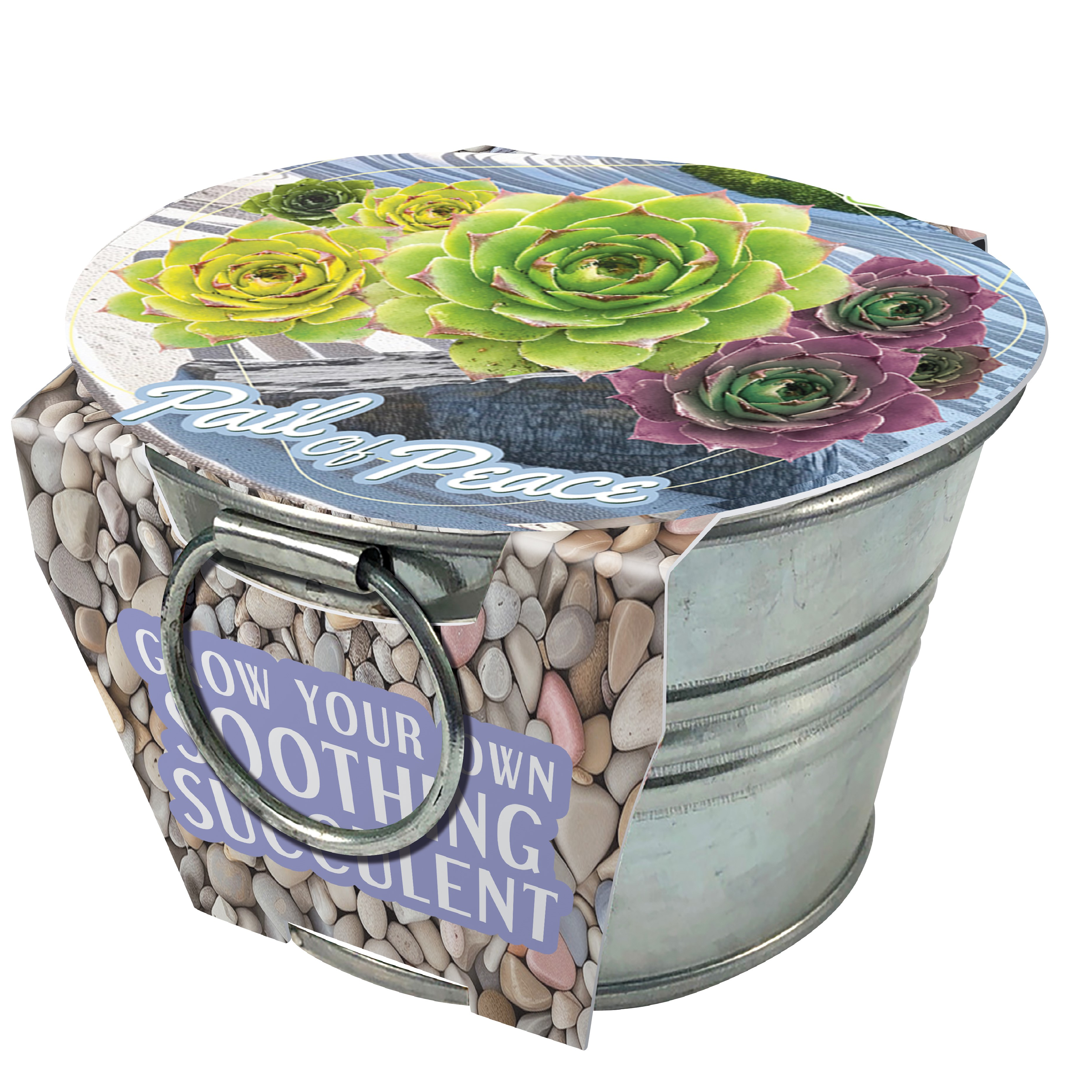 peace succulent Pail of Peace