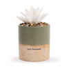 demdaco succulent oil diffuser Succulent Oil Diffuser