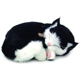 Perfect Petzzz Black & White ShortHair Kitten